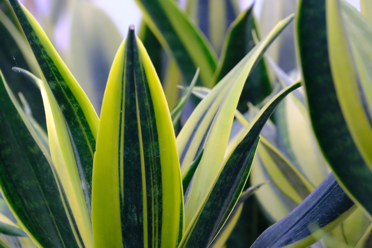 Сансевиерия Snake Plants