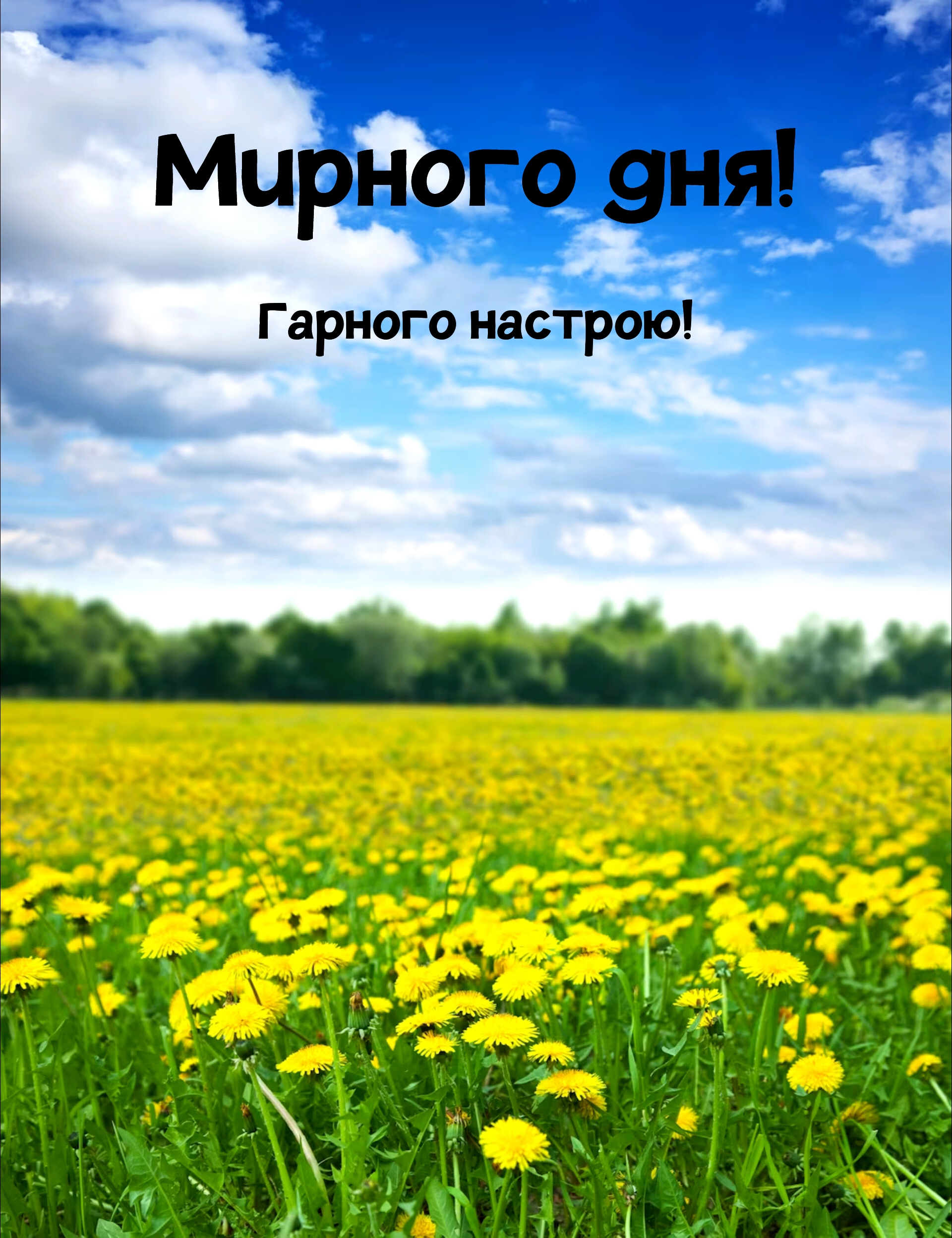 Картинка поле одуванчиков. Желтые Одуванчиковое Поляна. Поле одуванчиков. Поле желтых одуванчиков. Луг.